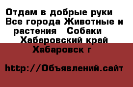 Отдам в добрые руки  - Все города Животные и растения » Собаки   . Хабаровский край,Хабаровск г.